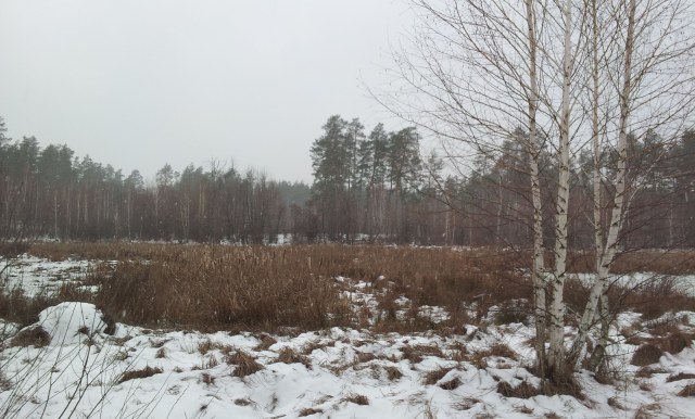 Лесное болото зимой 2.jpg