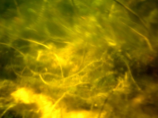 20 Подводный снимок.jpg