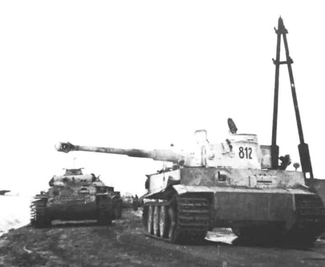 tiger812.jpg