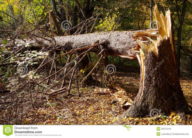 broken-tree-evergreen-forest-35075444.jpg