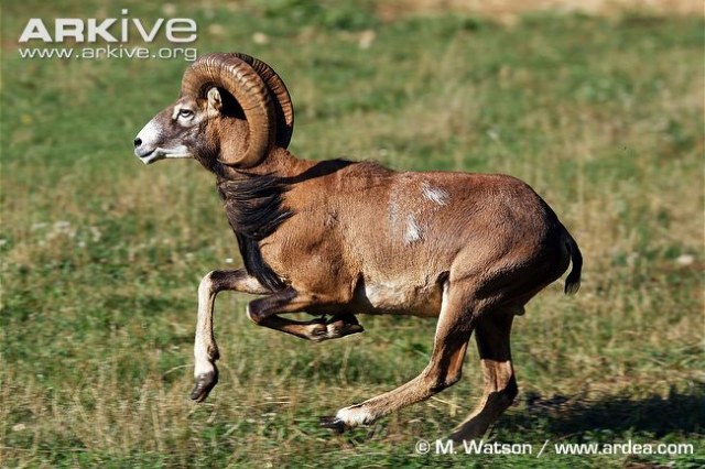 Male-argali-running.jpg