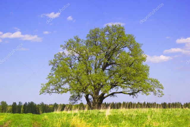 depositphotos_10741742-stock-photo-single-old-oak-in-may.jpg