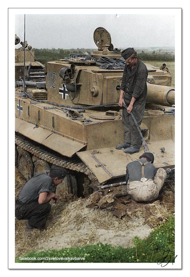 Tigr 332 v cvete.jpg