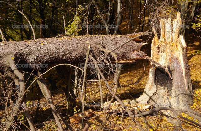 depositphotos_35069653-stock-photo-broken-tree.jpg