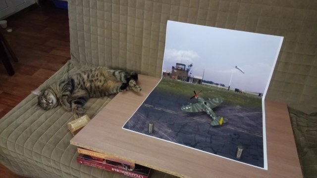 cat_and_plane.jpg