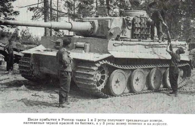tiger24.jpg