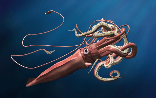Giant-Squid-Illustration.jpg