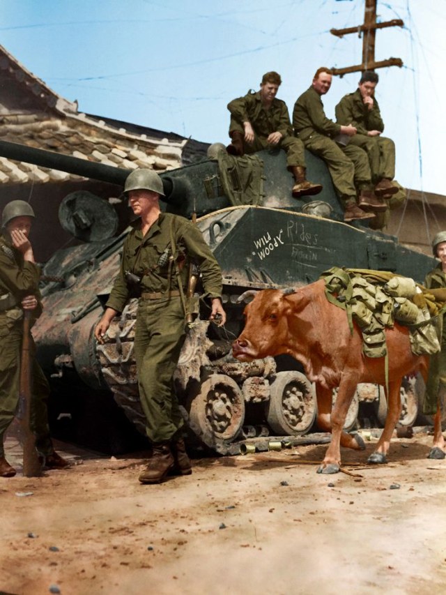 afb20359e194026450b8790dbb227f09--korean-war-a-cow.jpg