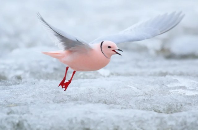 Opera Снимок_2020-05-24_124445_yandex.jpg