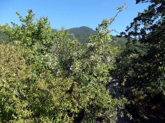 28 Дикая яблоня.jpg