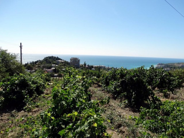 41 Виноградник.jpg