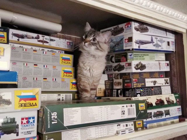 Наверное, в прошлой жизни этот кот был моделистом... ;).jpg