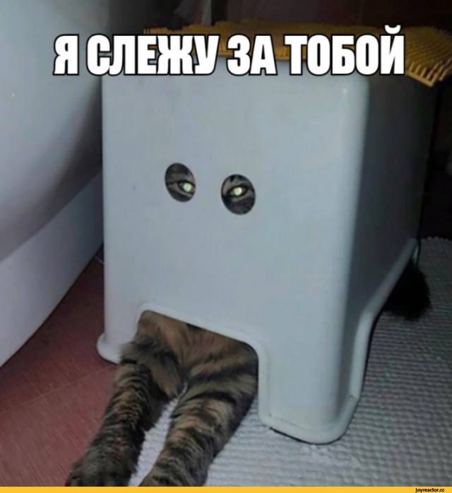 котэ-я-слежу-за-тобой-песочница-4793941.jpg