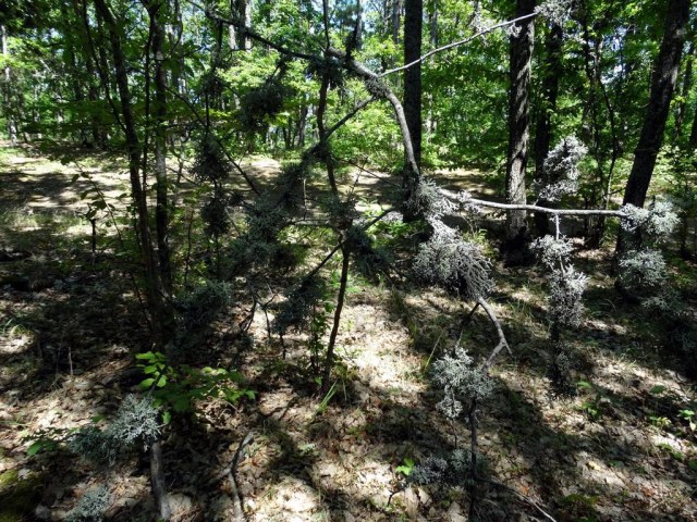 09 Лишайник.jpg