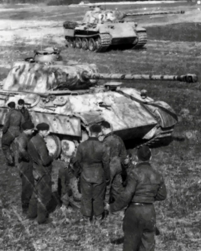 wiking-panther1 (1).jpg