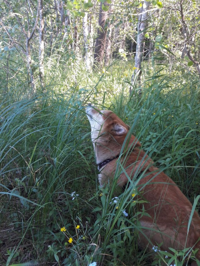 20190623_114935 01.jpg