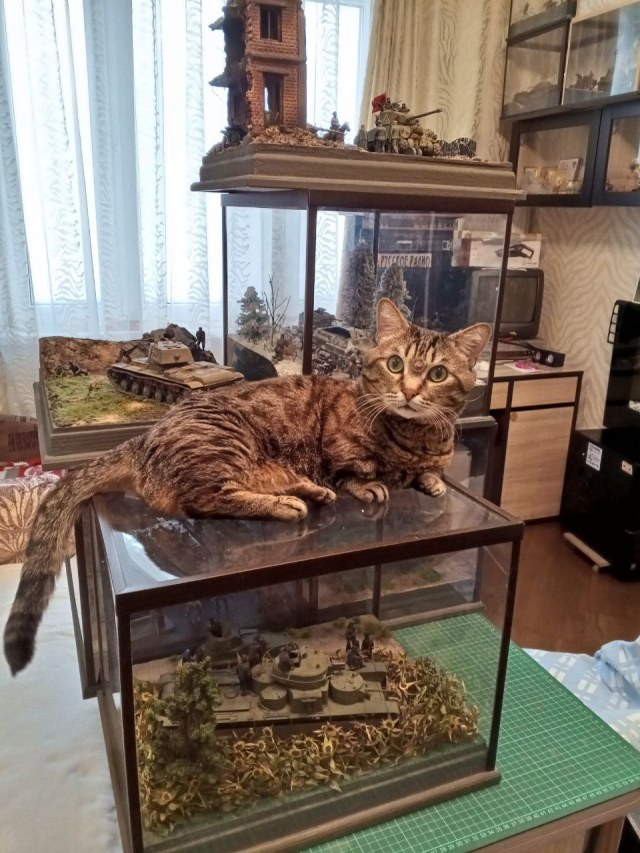 КОТ МОДЕЛИСТ.jpg