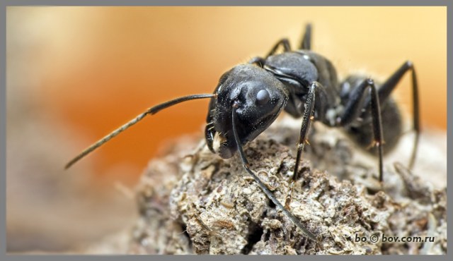 Черный муравей-древоточец (Camponotus vagus)