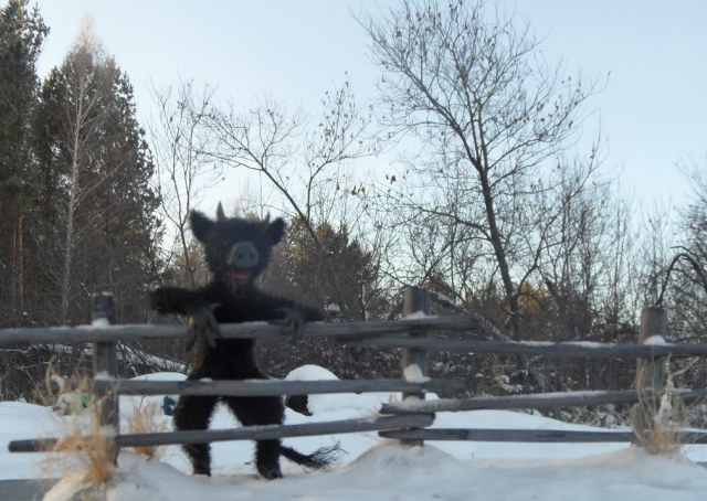 Ночь перед рождеством.