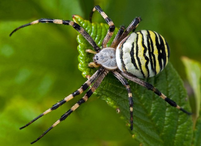 Паук-оса (Argiope bruennichi)