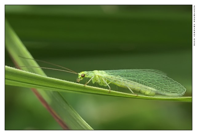 Златоглазка обыкновенная