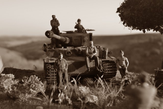 Тигр в кадре