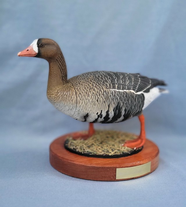 Белолобый гусь