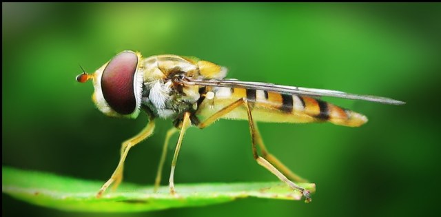 Муха-журчалка (Episyrphus balteatus)