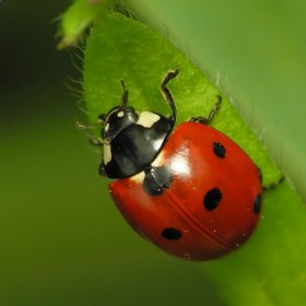 Семиточечная божья коровка (Coccinella septempunctata)