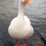 Дмитрий Кормилицин