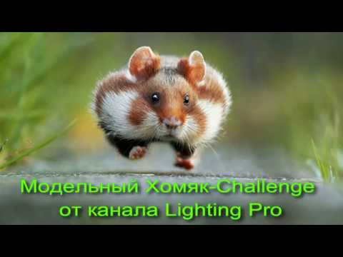 Модельный Хомяк-Challenge (Челенж) от канала Lighting Pro