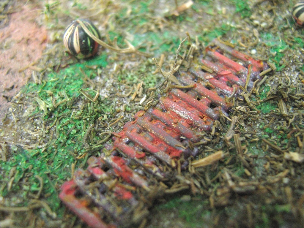 арбузы созрели.