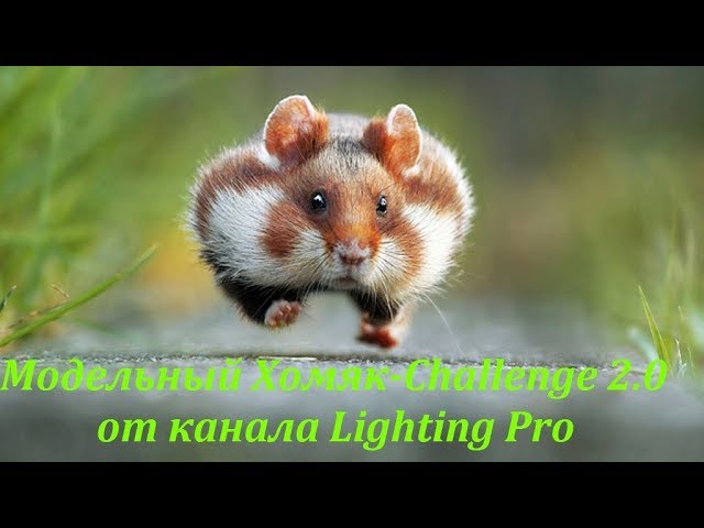 Хомяк-Challenge 2.0 от канала Lighting Pro