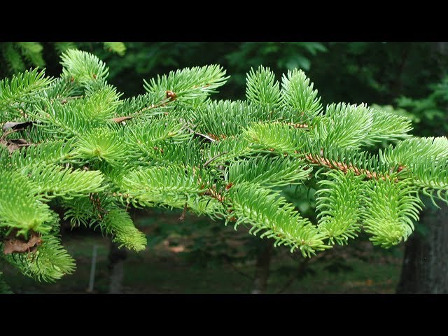 Создание ели для диорамы / Creating a spruce