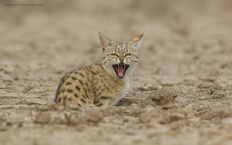 Артём Долганов