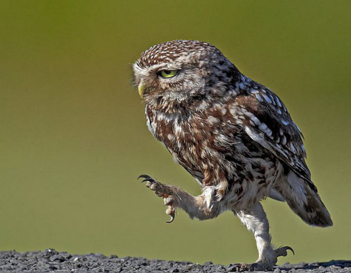 гаврилин максим