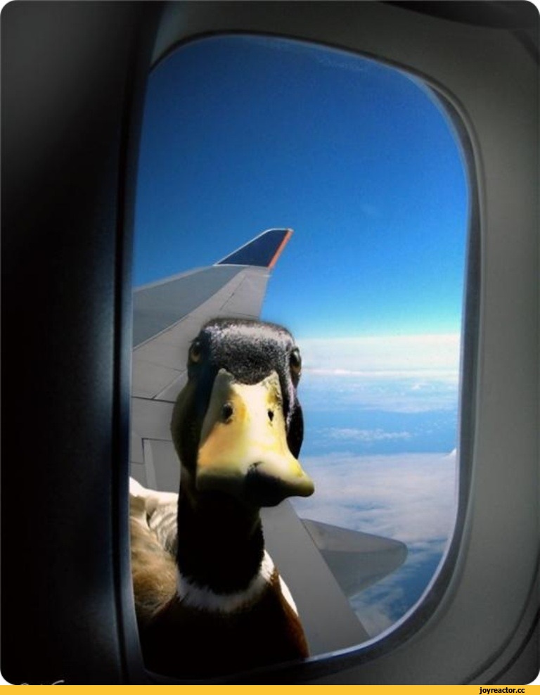 Денис Догадов