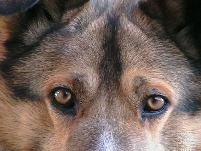 Иван Петров