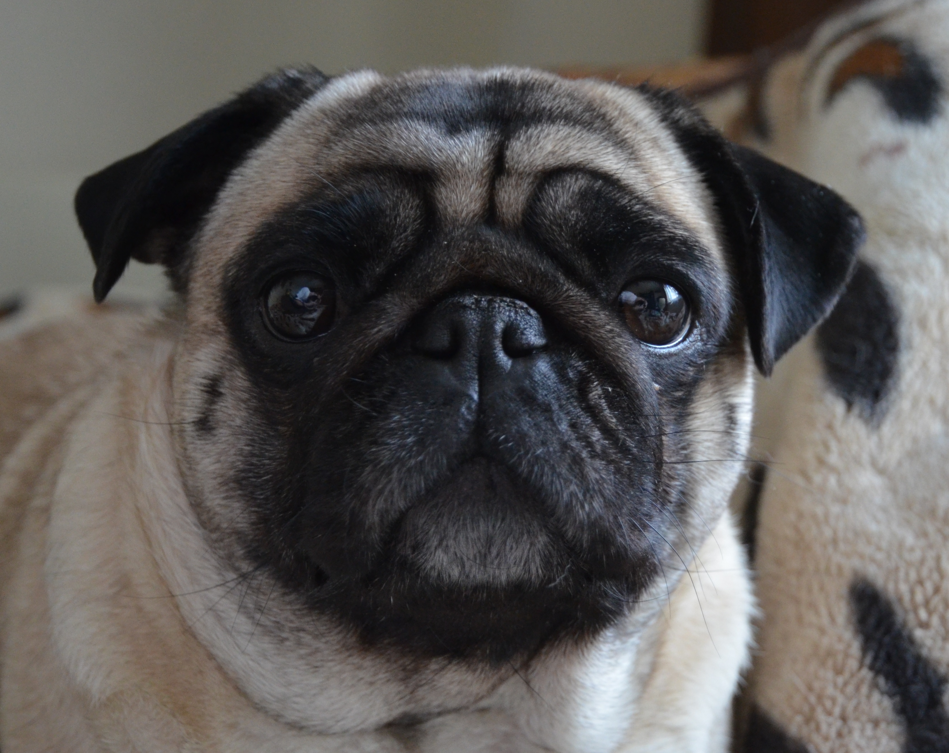 Сергей Молокоедов