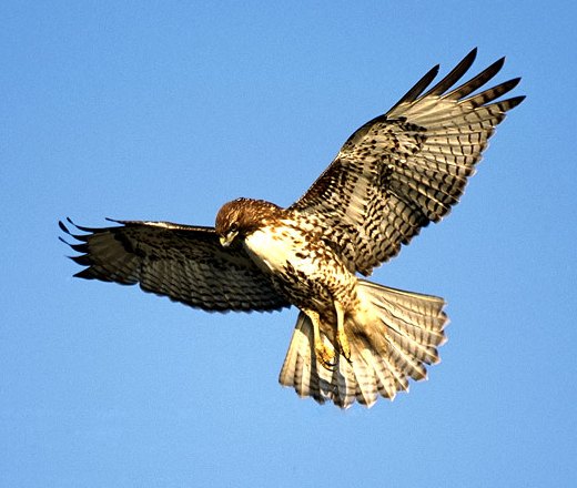 Владимир Ракитин