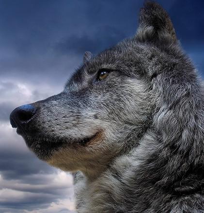 Роман Романыч