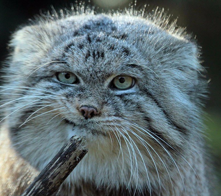 Дмитрий Колчев