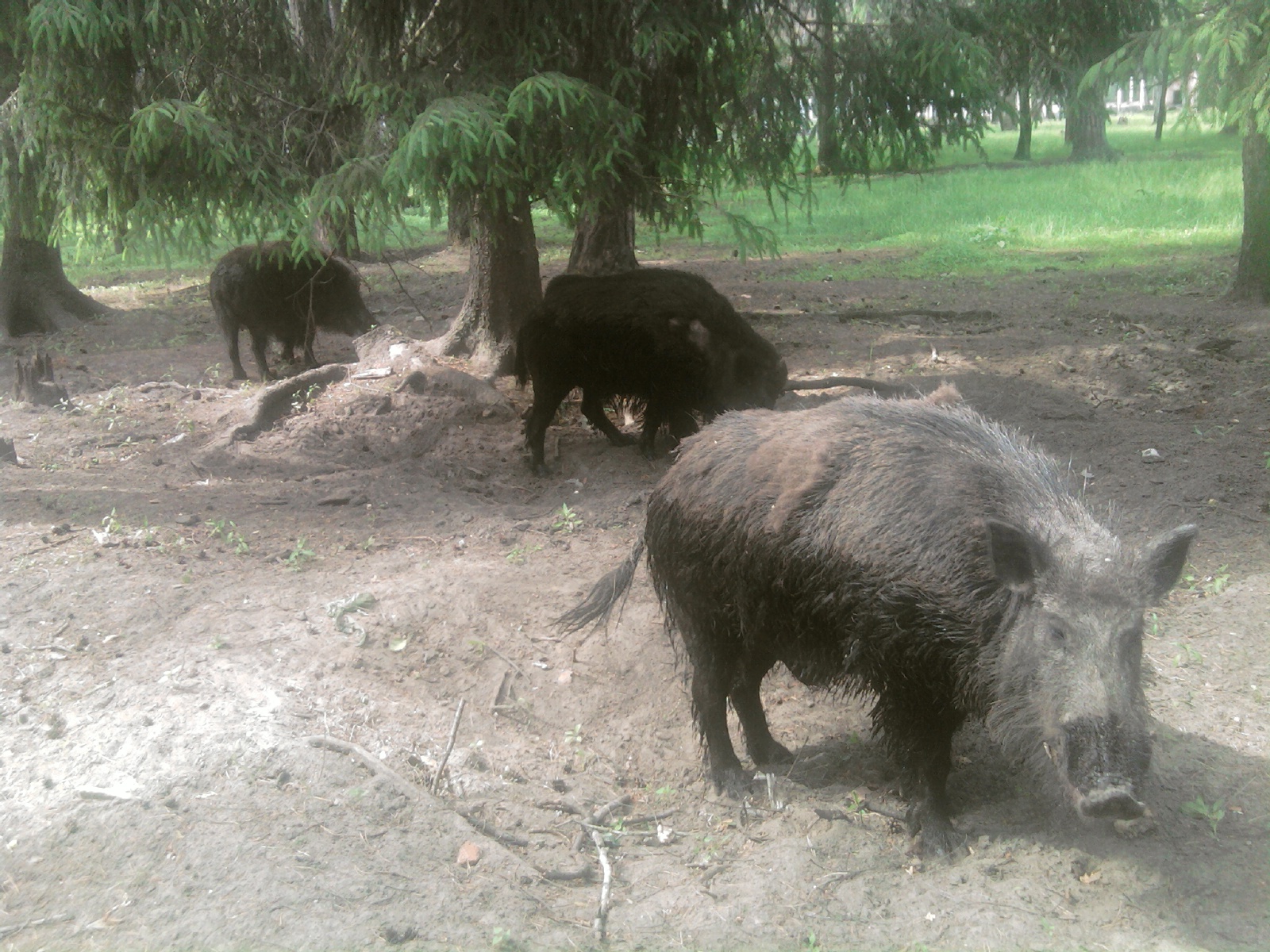 Алексей Слесарев