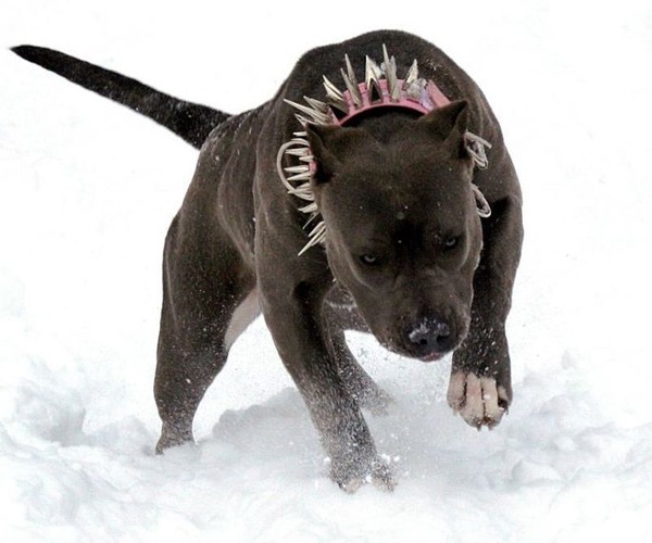 Илья Колненский