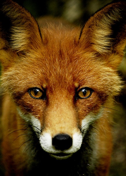 конюшко павел