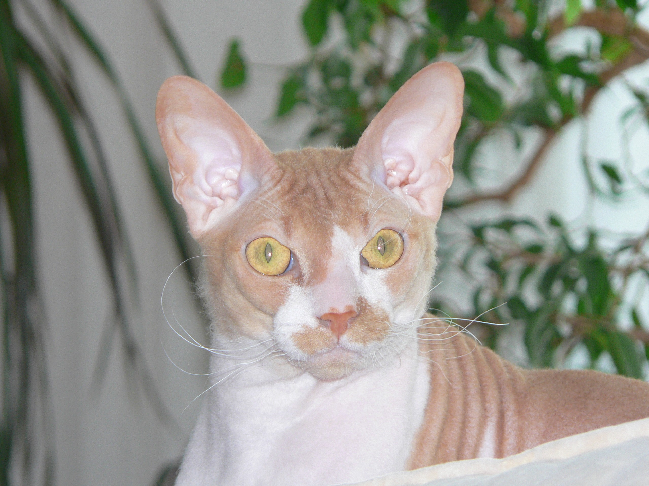 Сергей Жардецкий