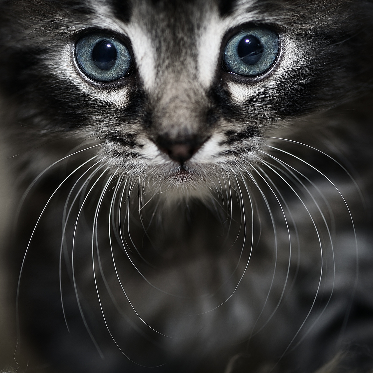 Андрей Мельниченко