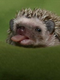 Евгений Лошкарёв