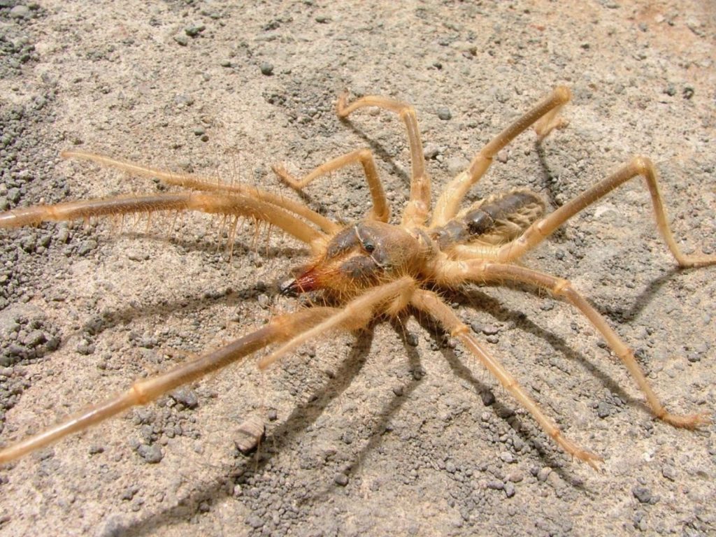 Иван Борисович