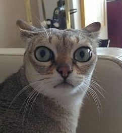 Константин